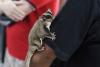 The Exotic Pet Trade Harms Animals and Humans. The European Union Is Studying a Potential Solution