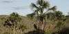 Brazilian Cerrado biome lost 28% of native vegetation in 40 years