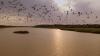 Human activity pushing Africa’s birds of prey into decline