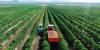 Beyond the Fertile Crescent: Ethiopia’s Forgotten Cradle of Farming