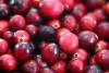 Estonia's cranberry harvest very poor in some areas this year