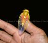 DISCOVERING FIJI | Fiji’s mythic cicada of prosperity