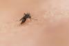 Over 5 million people in India at risk of chikungunya, new study warns
