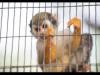 Exotic animals free-for-all