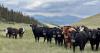 Badger Creek Ranch takes innovative approach to preserving wetlands with virtual fencing : The Park County ranch is combining new technology with traditional cattle-ranching to address conservation challenges