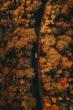 Missouri’s tourism officials see new fall trend