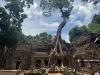 Guardians of Stone and Root: India’s Long Journey Restoring Cambodia’s Temples