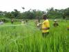 Volta Region is Ghana’s new agribusiness frontier [Article]