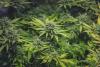 Why South Africa’s ban on cannabis in food is a chance to rethink the industry