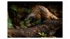 10 Years of Remembering Wildlife: the latest book in photo conservation series is on sale now