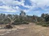 After back-to-back hurricanes, Georgia’s pecan farmers brace for the future