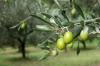 Agriculture Ministry Suspends Green Olive Exports Amid Low Production