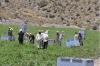 Agriculture drives Murcia to top of Spain's minimum wage league