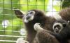 Nabalu, the first North Bornean gibbon born in captivity, marks milestone for Sabah conservation