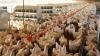 Burkina Faso halts import of broiler chicks to support local production