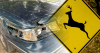 Delaware Drivers Urged to Take Extra Caution Now to Avoid Deer Collisions