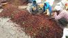 Indian coffee faces increasing competition from Uganda, Ethiopia