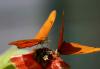 Costa Rica Bets on Butterflies to Rewild Science—and Rural Livelihoods