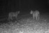 Pumas "Talk" in Unprecedented Recording at Biological Reserve in Rio de Janeiro