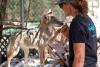 Two orphaned coyote pups relocated from San Diego to Virginia