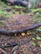 Girdwood Mushroom Expert Co-Authors Alaska Guide Book