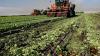 Florida's farm technology increasingly open to cybersecurity attacks