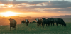 Foreign-owned agricultural land area in Australia grows, ATO report shows
