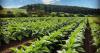 North Carolina lawmakers launch bipartisan push to rescue the state's struggling tobacco farmers