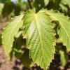 Understanding Cassava Mosaic Disease in Burkina Faso