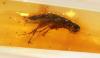 Frozen in Time: 112-Million-Year-Old Insects Found in Ecuadorian Amber