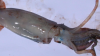 SAERI Research into Illex abundance in Falklands waters