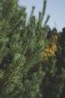 Finnish researchers uncover gold-forming tree microbes