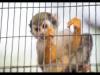 Doctor warns of health risks from exotic animal trade