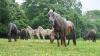 Seventy Icelandic horses saved in Devon