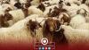 First cases of “Q fever” detected in sheep flocks in Libya
