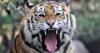 Kim Jong-un's starving North Koreans 'cook up tigers and badgers' in desperation