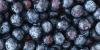 Oregon’s blueberry harvest may be largest ever, assessment talks progress