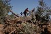 Israeli raids, detentions, and olive tree destruction sweep West Bank
