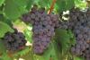 As Peru gets crowned as the world leading table grape exporter, China emerges as major threat