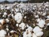 World Cotton Day: ‘Sustainable growth of cotton requires strong research, advanced tech’