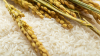 China-aided agricultural project helps boost Chad's food security