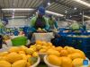 Cambodia Earns $3.88 B from Exports of Agricultural Products in First Nine Months