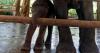 Scientists develop vaccine to protect young elephants from potentially lethal herpesvirus