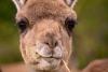 Why 16 of these huge goofy animals just turned up on the edge of Chile's capital city