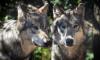 Unprecedented permission granted to hunt 'nuisance' wolves in Estonian national park