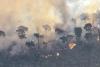 Amazon Rainforest hits record carbon emissions from 2024 forest fires