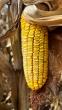 South Dakota farmer sees strong corn potential, favorable basis