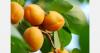 Bulgaria supports fruit and vegetable growers after weather losses