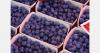 Chile forecasts a modest increase in blueberry exports in the 2025-2026 season