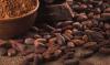Ivory Coast traces 40% of cocoa beans as EU delays anti-deforestation law